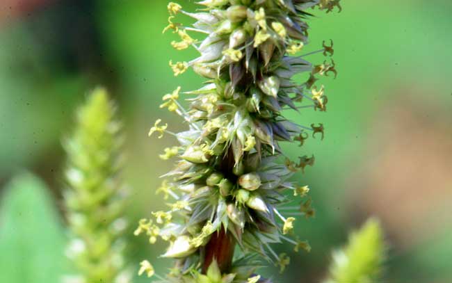 Amaranthus palmeri, Carelessweed